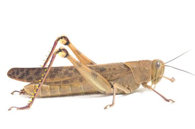 Cava Çekirgesi (Valanga nigricornis) beyaz arka planda izole edildi.