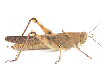 Cava Çekirgesi (Valanga nigricornis) beyaz arka planda izole edildi.