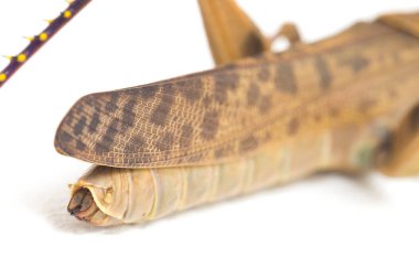 Cava Çekirgesi (Valanga nigricornis) beyaz arka planda izole edildi.