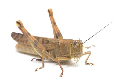 Cava Çekirgesi (Valanga nigricornis) beyaz arka planda izole edildi.