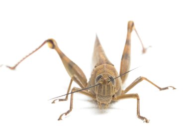 Cava Çekirgesi (Valanga nigricornis) beyaz arka planda izole edildi.