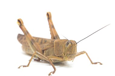 Cava Çekirgesi (Valanga nigricornis) beyaz arka planda izole edildi.