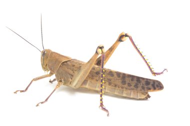 Cava Çekirgesi (Valanga nigricornis) beyaz arka planda izole edildi.