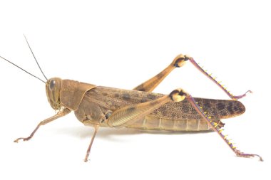 Cava Çekirgesi (Valanga nigricornis) beyaz arka planda izole edildi.