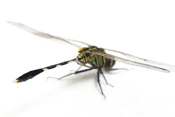 Dragonfly Macro Isolado Fundo Branco — Fotografia de Stock