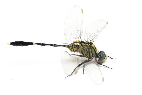 Dragonfly Macro Isolated White Background — Stock Photo, Image