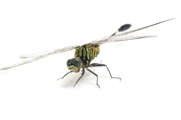 Dragonfly Macro Isolated White Background — Stock Photo, Image