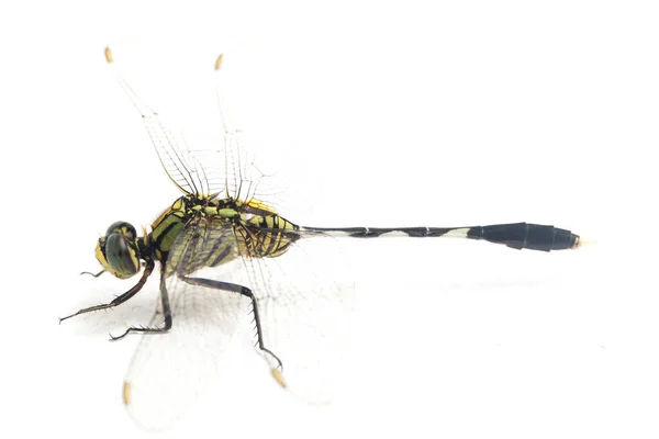 Dragonfly Makro Isolerad Vit Bakgrund — Stockfoto