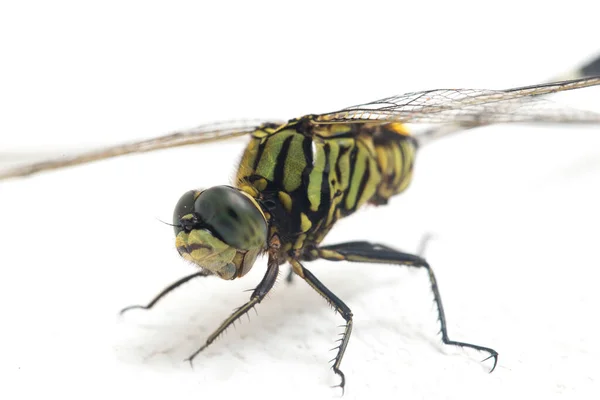 Dragonfly Makro Isolerad Vit Bakgrund — Stockfoto