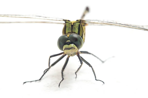 Dragonfly Macro Isolado Fundo Branco — Fotografia de Stock