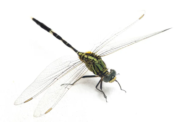 Dragonfly Macro Isolated White Background — Stock Photo, Image