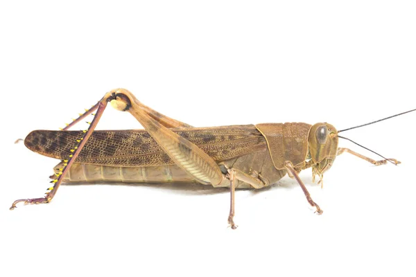 Javanese Grasshopper Valanga Nigricornis 在白人背景下被隔离 — 图库照片