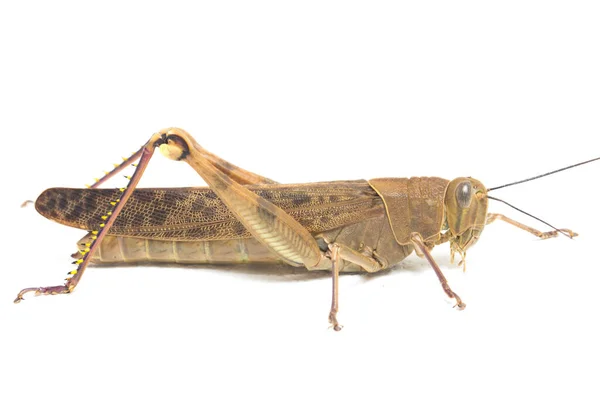 Javanese Grasshopper Valanga Nigricornis Isolated White Background — Stock Photo, Image