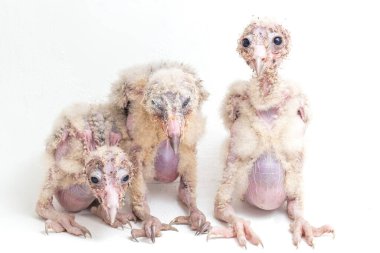 Beyaz arka planda yalıtılmış Barn Owl Tyto Alba 'nın üç yavrusu
