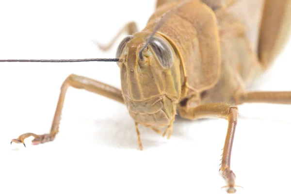 Javanese Kobylka Valanga Nigricornis Izolované Bílém Pozadí — Stock fotografie