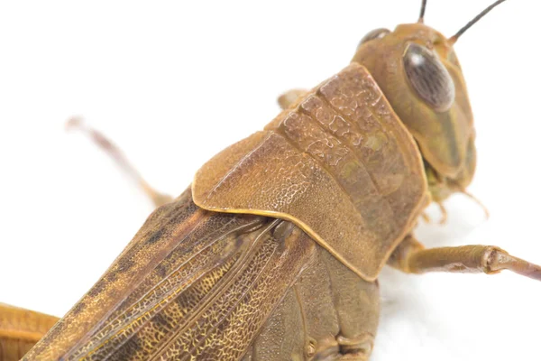 Javanese Kobylka Valanga Nigricornis Izolované Bílém Pozadí — Stock fotografie