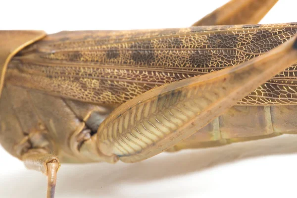 Javanese Grasshopper Valanga Nigricornis Isolated White Background — Stock Photo, Image