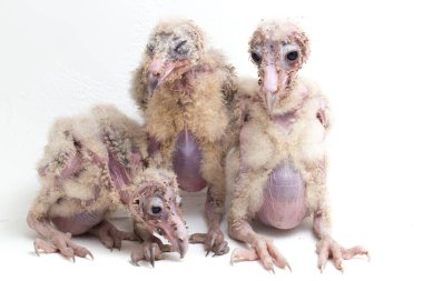 Beyaz arka planda yalıtılmış Barn Owl Tyto Alba 'nın üç yavrusu