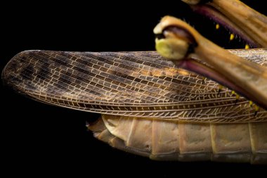Cava Çekirgesi (Valanga nigricornis) siyah arka planda izole edildi.