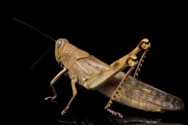 Javanese Grasshopper Valanga Nigricornis 在黑色背景下被隔离 — 图库照片