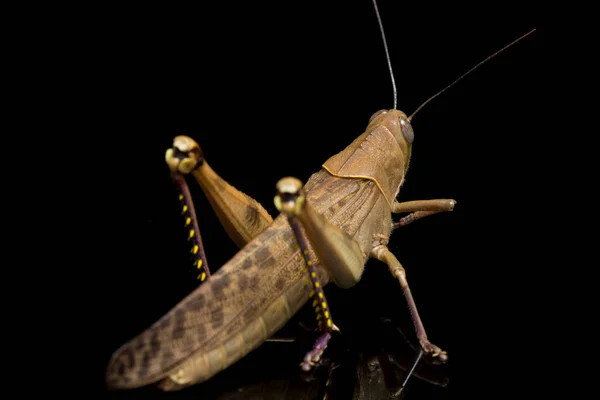 Saltamontes Javaneses Valanga Nigricornis Aislados Sobre Fondo Negro — Foto de Stock