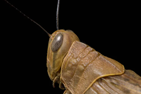 Sauterelle Javanaise Valanga Nigricornis Isolée Sur Fond Noir — Photo