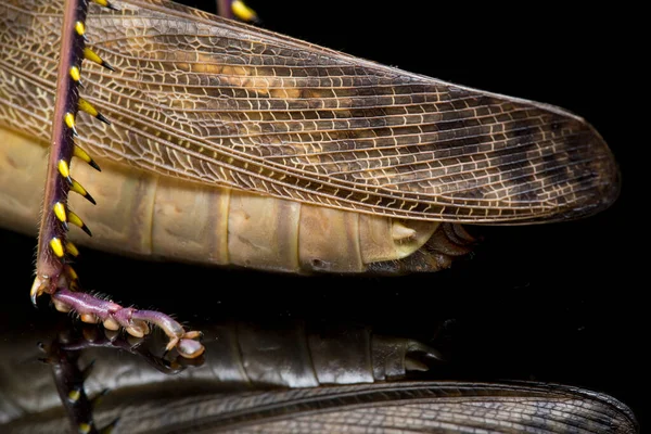 Javanese Grasshopper Valanga Nigricornis Isolerad Svart Bakgrund — Stockfoto