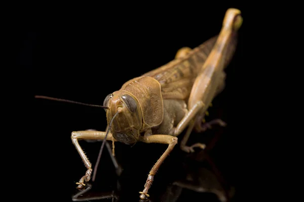 Javanese Grasshopper Valanga Nigricornis 在黑色背景下被隔离 — 图库照片