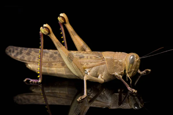 Javanese Kobylka Valanga Nigricornis Izolované Černém Pozadí — Stock fotografie