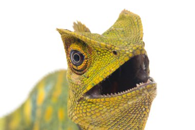 Bukalemun orman ejderhası / Gonocephalus chamaeleontinus beyaz arka planda izole edilmiş.