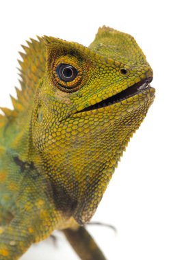 Bukalemun orman ejderhası / Gonocephalus chamaeleontinus beyaz arka planda izole edilmiş.