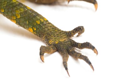 Bukalemun orman ejderhası / Gonocephalus chamaeleontinus beyaz arka planda izole edilmiş.