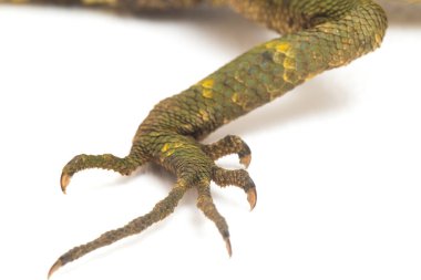 Bukalemun orman ejderhası / Gonocephalus chamaeleontinus beyaz arka planda izole edilmiş.