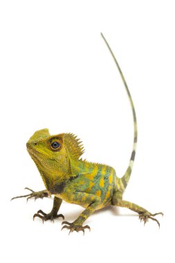 Bukalemun orman ejderhası / Gonocephalus chamaeleontinus beyaz arka planda izole edilmiş.