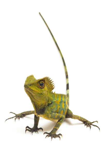 Kameleon Bos Draak Gonocephalus Kameleontinus Geïsoleerd Witte Achtergrond — Stockfoto