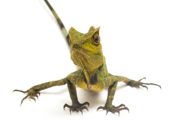 Smok Leśny Kameleon Gonocephalus Chamaeleontinus Izolowany Białym Tle — Zdjęcie stockowe