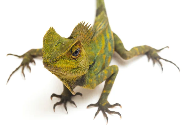 Bukalemun Orman Ejderhası Gonocephalus Chamaeleontinus Beyaz Arka Planda Izole Edilmiş — Stok fotoğraf