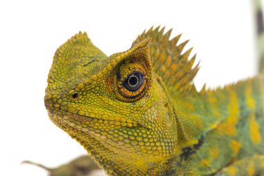 Bukalemun orman ejderhası / Gonocephalus chamaeleontinus beyaz arka planda izole edilmiş.