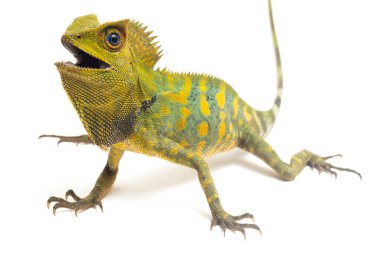 Bukalemun orman ejderhası / Gonocephalus chamaeleontinus beyaz arka planda izole edilmiş.