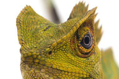 Bukalemun orman ejderhası / Gonocephalus chamaeleontinus beyaz arka planda izole edilmiş.
