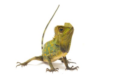 Bukalemun orman ejderhası / Gonocephalus chamaeleontinus beyaz arka planda izole edilmiş.