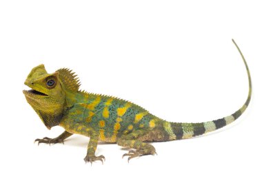 Bukalemun orman ejderhası / Gonocephalus chamaeleontinus beyaz arka planda izole edilmiş.