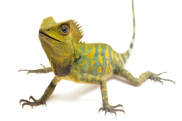 Bukalemun orman ejderhası / Gonocephalus chamaeleontinus beyaz arka planda izole edilmiş.