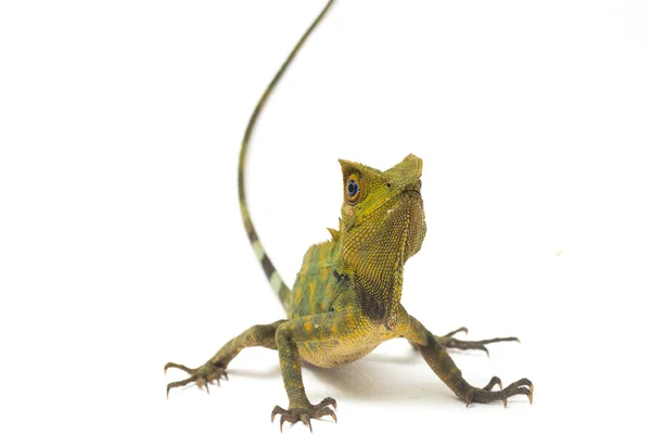 Chameleon Skog Drake Gonocephalus Chamaeleontinus Isolerad Vit Bakgrund — Stockfoto