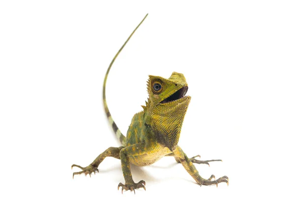 stock image Chameleon forest dragon / Gonocephalus chamaeleontinus isolated on white background