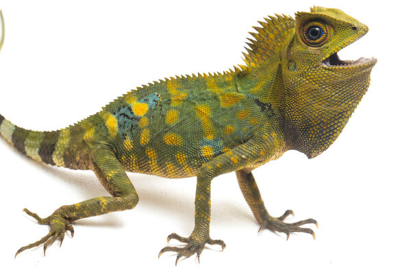 Хамелеон лесной дракон / Gonocephalus chamaeleontinus изолирован на белом фоне
