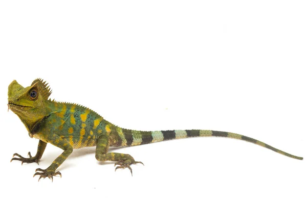 Хамелеон Лесной Дракон Gonocephalus Chamaeleontinus Изолирован Белом Фоне — стоковое фото