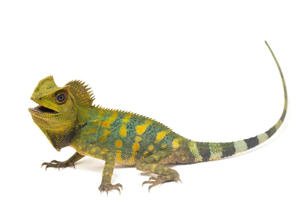 Chameleon Forest Dragon Gonocephalus Chamaeleontinus Isolated White Background — Stock Photo, Image