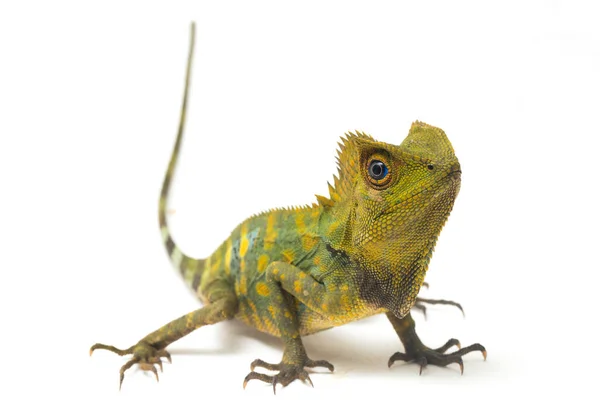 Kameleon Bos Draak Gonocephalus Kameleontinus Geïsoleerd Witte Achtergrond — Stockfoto