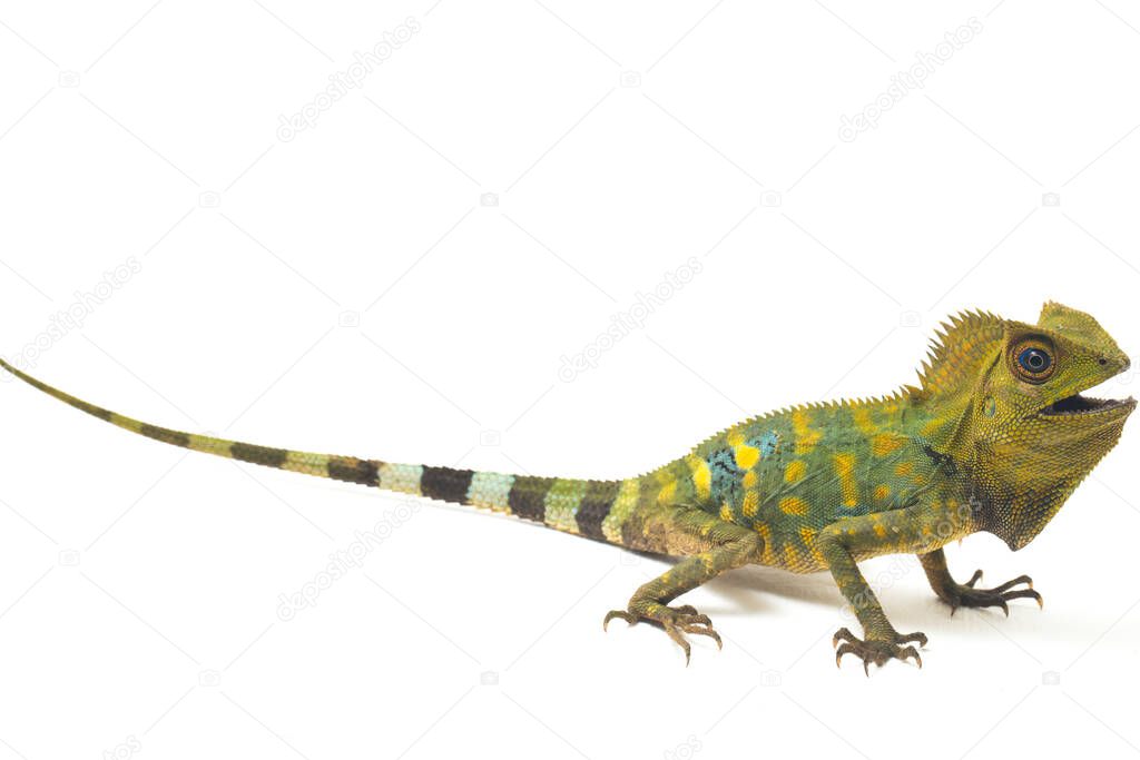 Chameleon forest dragon / Gonocephalus chamaeleontinus isolated on white background